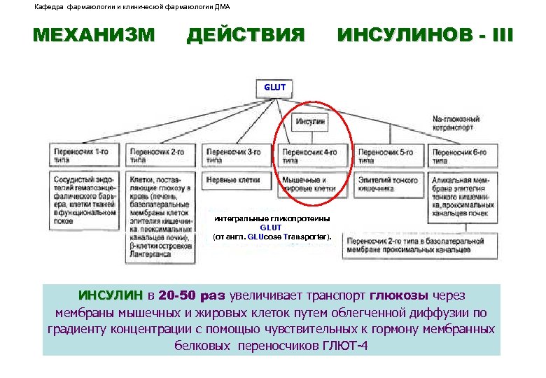 Кафедра фармакологии и клинической фармакологии ДМА МЕХАНИЗМ ДЕЙСТВИЯ ИНСУЛИНОВ - III GLUT интегральные гликопротеины