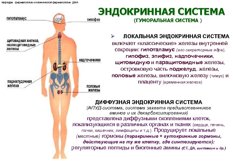 Кафедра фармакологии и клинической фармакологии ДМА ЭНДОКРИННАЯ СИСТЕМА (ГУМОРАЛЬНАЯ СИСТЕМА ) Ø ЛОКАЛЬНАЯ ЭНДОКРИННАЯ