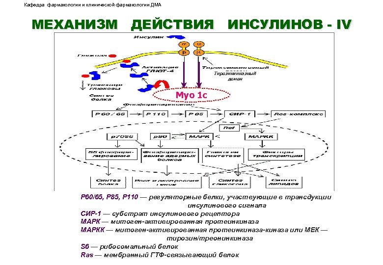 Препараты инсулина фармакология презентация