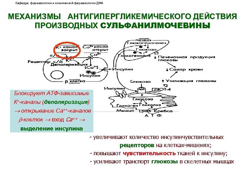 Кафедра фармакологии и клинической фармакологии ДМА МЕХАНИЗМЫ АНТИГИПЕРГЛИКЕМИЧЕСКОГО ДЕЙСТВИЯ ПРОИЗВОДНЫХ СУЛЬФАНИЛМОЧЕВИНЫ Блокируют АТФ-зависимые К+-каналы