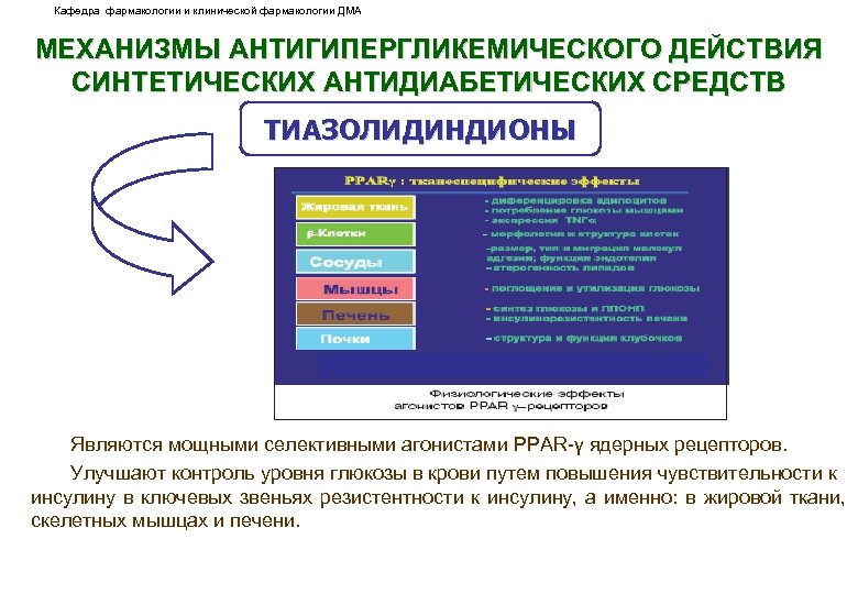 Кафедра фармакологии и клинической фармакологии ДМА МЕХАНИЗМЫ АНТИГИПЕРГЛИКЕМИЧЕСКОГО ДЕЙСТВИЯ СИНТЕТИЧЕСКИХ АНТИДИАБЕТИЧЕСКИХ СРЕДСТВ ТИАЗОЛИДИНДИОНЫ Являются