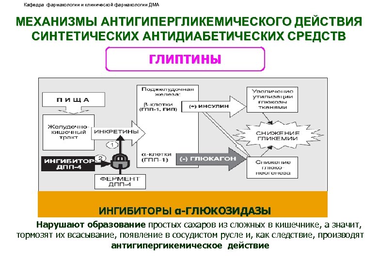 Кафедра фармакологии и клинической фармакологии ДМА МЕХАНИЗМЫ АНТИГИПЕРГЛИКЕМИЧЕСКОГО ДЕЙСТВИЯ СИНТЕТИЧЕСКИХ АНТИДИАБЕТИЧЕСКИХ СРЕДСТВ ГЛИПТИНЫ ИНГИБИТОРЫ