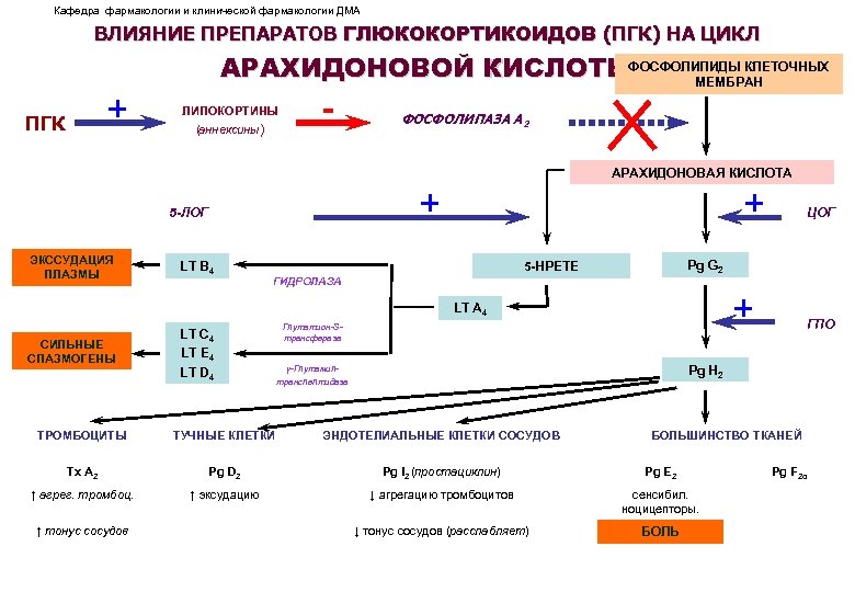 Кафедра фармакологии и клинической фармакологии ДМА ВЛИЯНИЕ ПРЕПАРАТОВ ГЛЮКОКОРТИКОИДОВ (ПГК) НА ЦИКЛ + ПГК