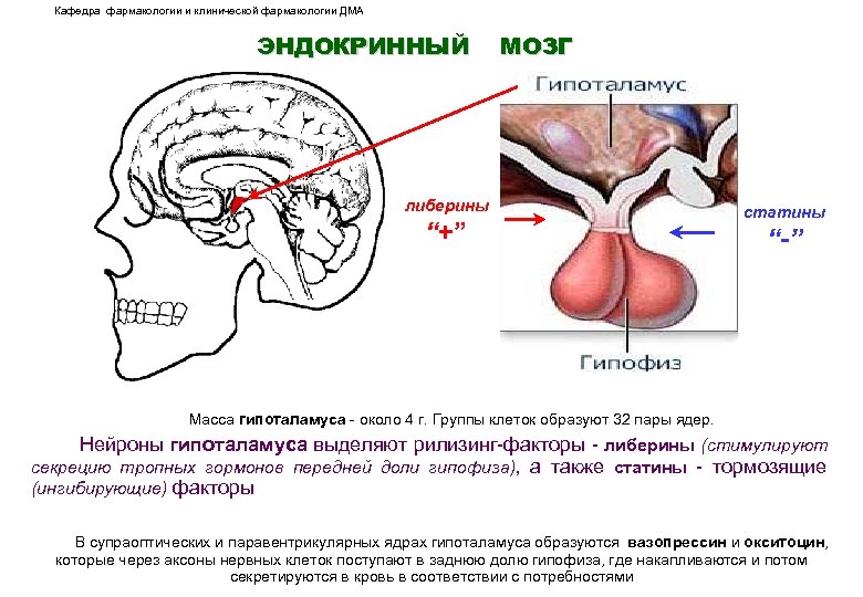 Кафедра фармакологии и клинической фармакологии ДМА ЭНДОКРИННЫЙ либерины “+” МОЗГ статины “-” Масса гипоталамуса