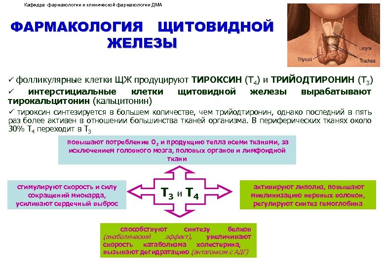 Кафедра фармакологии и клинической фармакологии ДМА ФАРМАКОЛОГИЯ ЩИТОВИДНОЙ ЖЕЛЕЗЫ ü фолликулярные клетки ЩЖ продуцируют