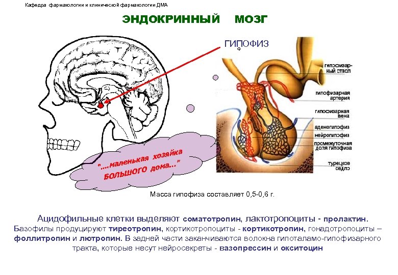 Кафедра фармакологии и клинической фармакологии ДМА ЭНДОКРИННЫЙ МОЗГ ГИПОФИЗ яйка я хоз енька а…”.