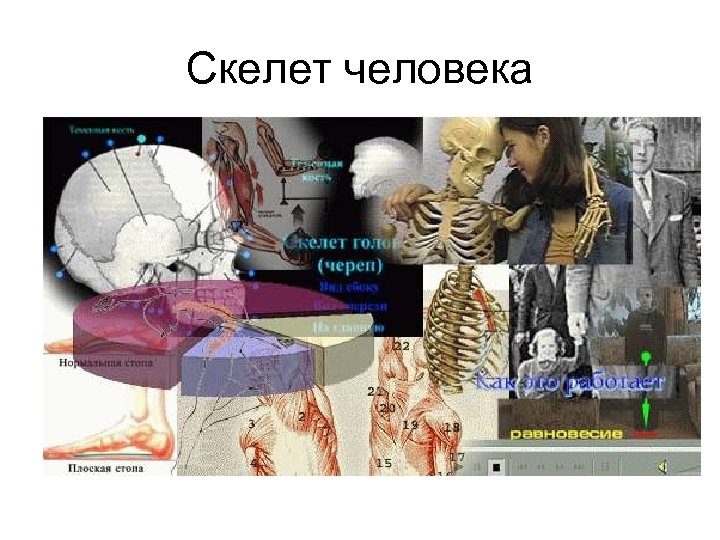 Скелет человека 