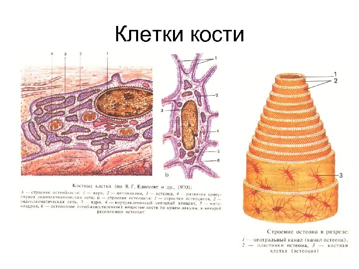 Клетки кости 