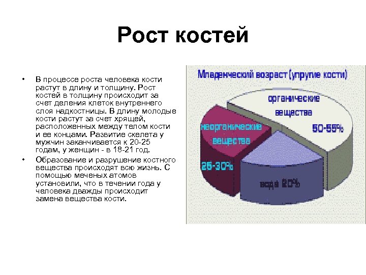Рост костей • • В процессе роста человека кости растут в длину и толщину.