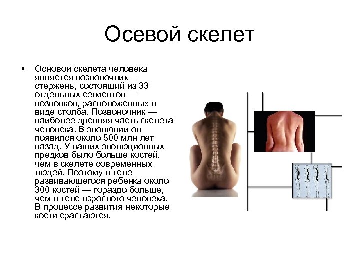 Осевой скелет • Основой скелета человека является позвоночник — стержень, состоящий из 33 отдельных