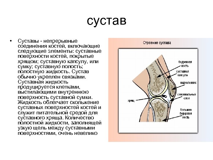 сустав • Суставы - непрерывные соединения костей, включающие следующие элементы: суставные поверхности костей, покрытые