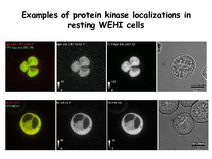 Examples of protein kinase localizations in resting WEHI cells 