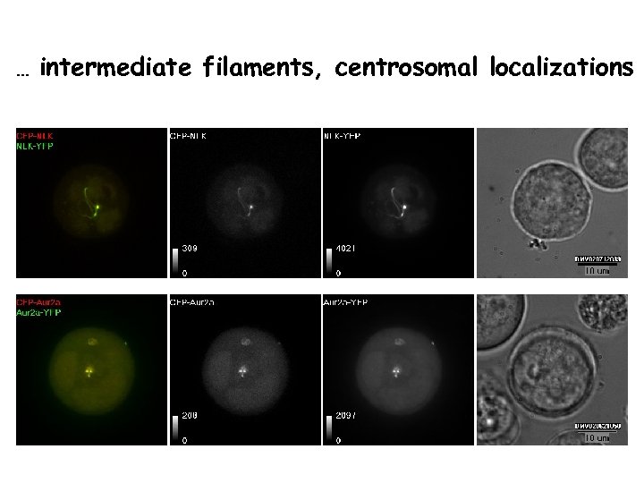 … intermediate filaments, centrosomal localizations 