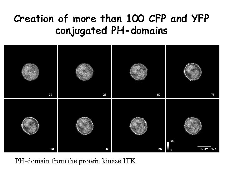 Creation of more than 100 CFP and YFP conjugated PH-domains PH-domain from the protein