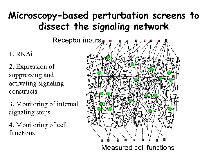 Microscopy-based perturbation screens to dissect the signaling network Receptor inputs 1. RNAi 2. Expression