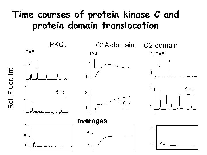 Time courses of protein kinase C and protein domain translocation PKCg C 1 A-domain