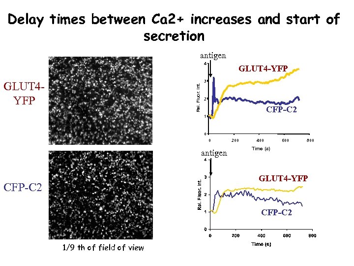 Delay times between Ca 2+ increases and start of secretion antigen 4 Rel. Fluor.