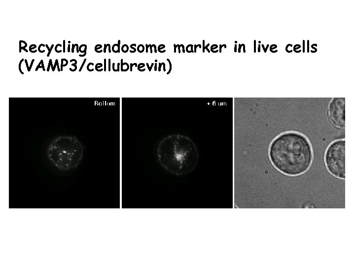 Recycling endosome marker in live cells (VAMP 3/cellubrevin) 