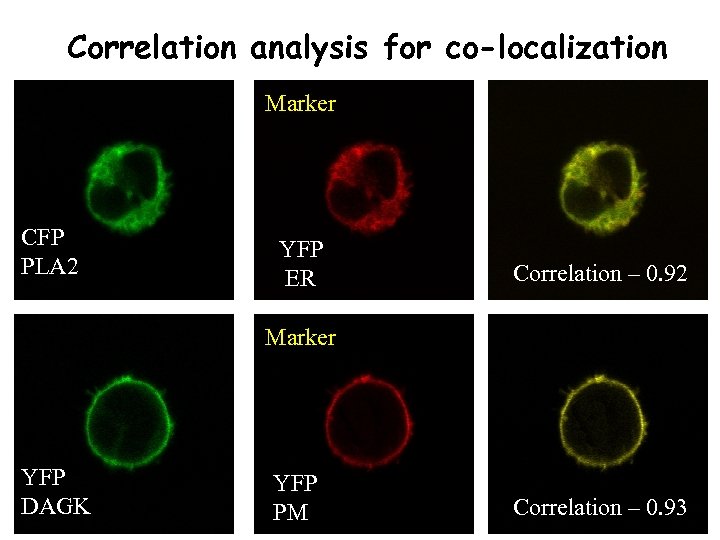 Correlation analysis for co-localization Marker CFP PLA 2 YFP ER Correlation – 0. 92