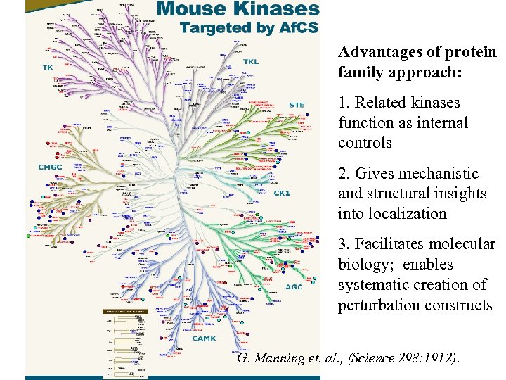 Advantages of protein family approach: 1. Related kinases function as internal controls 2. Gives