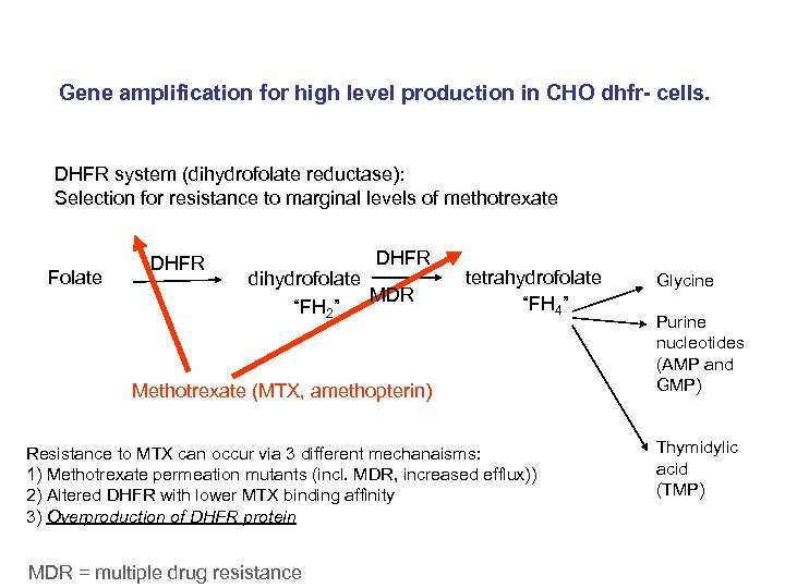 Gene amplification for high level production in CHO dhfr- cells. DHFR system (dihydrofolate reductase):