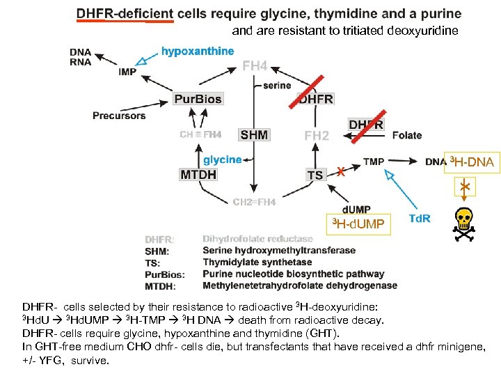 and are resistant to tritiated deoxyuridine X 3 H-DNA X 3 H-d. UMP DHFR-