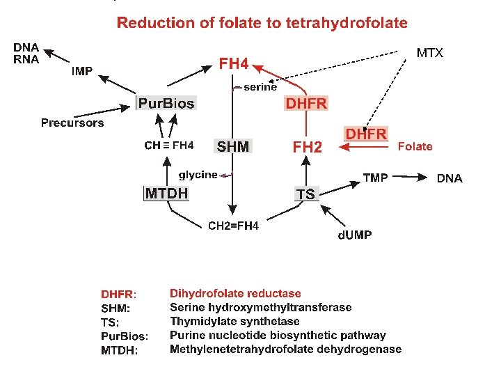 Reduction of folate to tetrahydrofolate MTX 