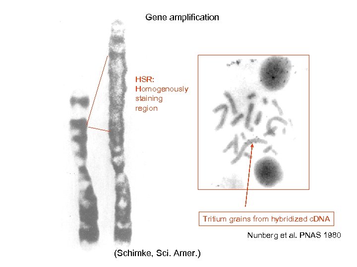 Gene amplification HSR: Homogenously staining region Tritium grains from hybridized c. DNA Nunberg et