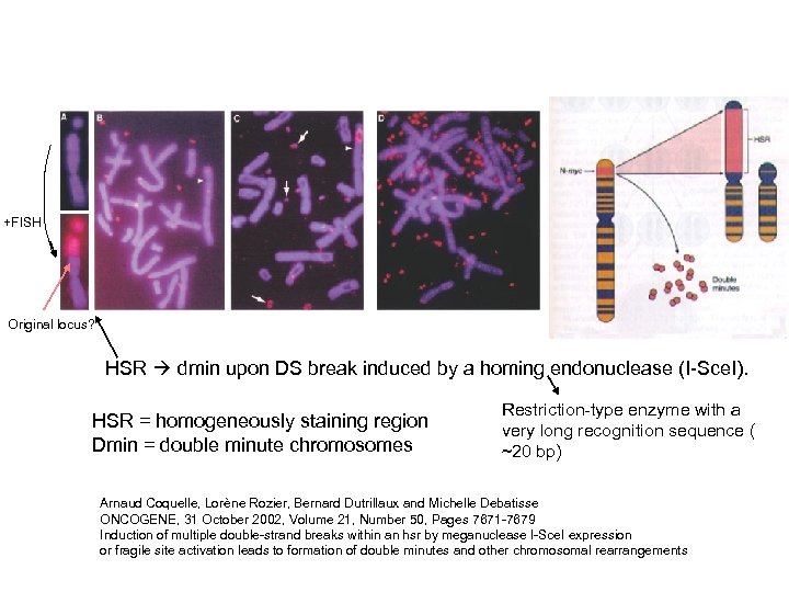+FISH Original locus? HSR dmin upon DS break induced by a homing endonuclease (I-Sce.