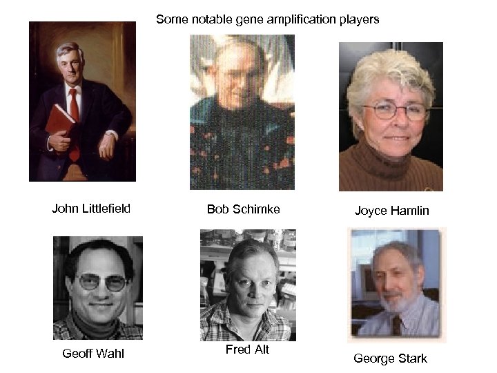 Some notable gene amplification players John Littlefield Geoff Wahl Bob Schimke Fred Alt Joyce