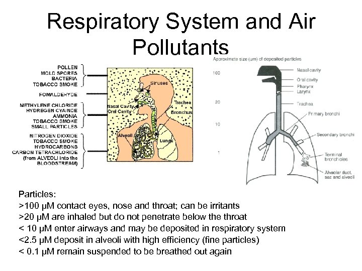 Respiratory System and Air Pollutants Particles: >100 µM contact eyes, nose and throat; can