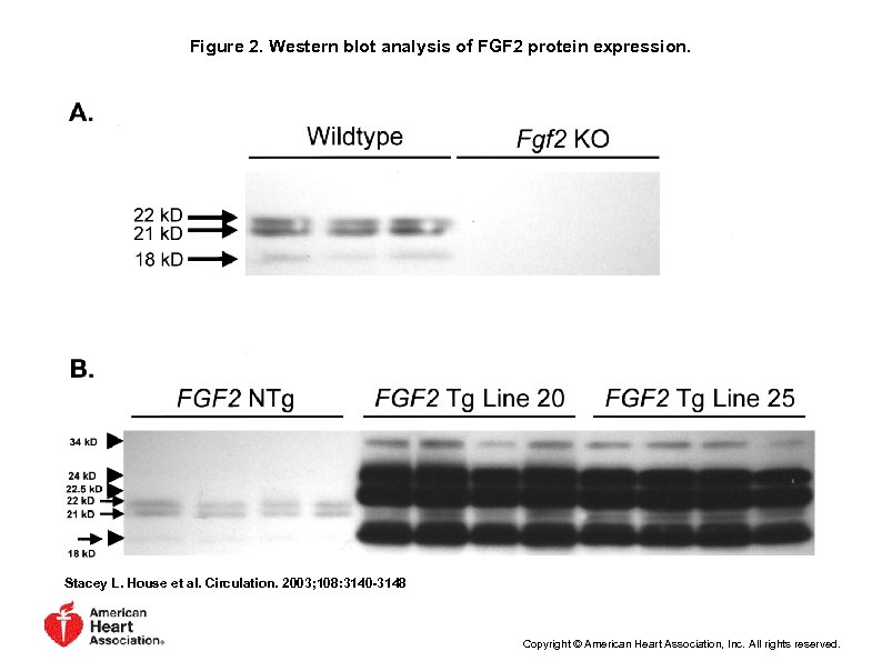 Figure 2. Western blot analysis of FGF 2 protein expression. Stacey L. House et