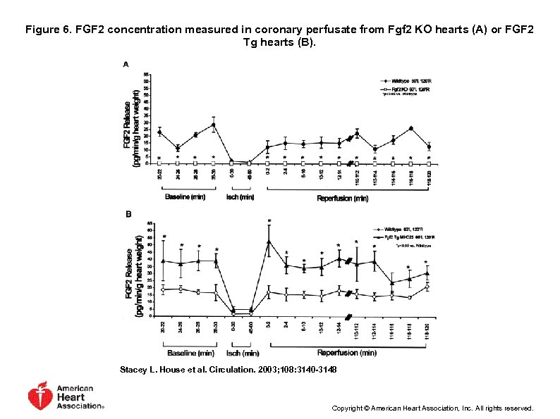 Figure 6. FGF 2 concentration measured in coronary perfusate from Fgf 2 KO hearts