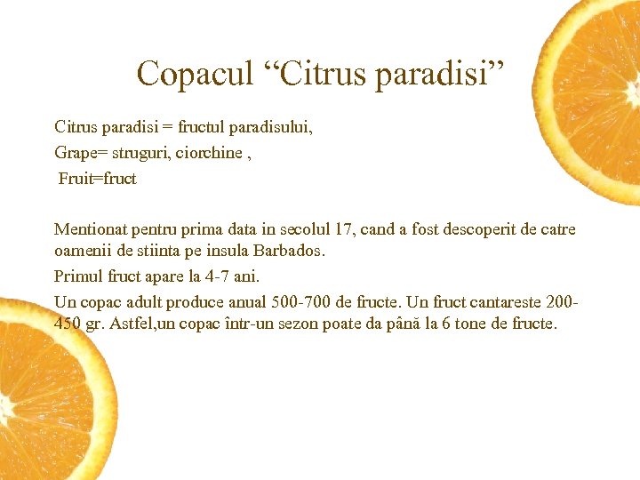 Copacul “Citrus paradisi” Citrus paradisi = fructul paradisului, Grape= struguri, ciorchine , Fruit=fruct Mentionat