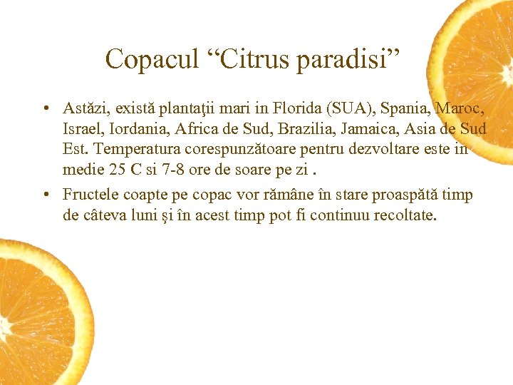 Copacul “Citrus paradisi” • Astăzi, există plantaţii mari in Florida (SUA), Spania, Maroc, Israel,