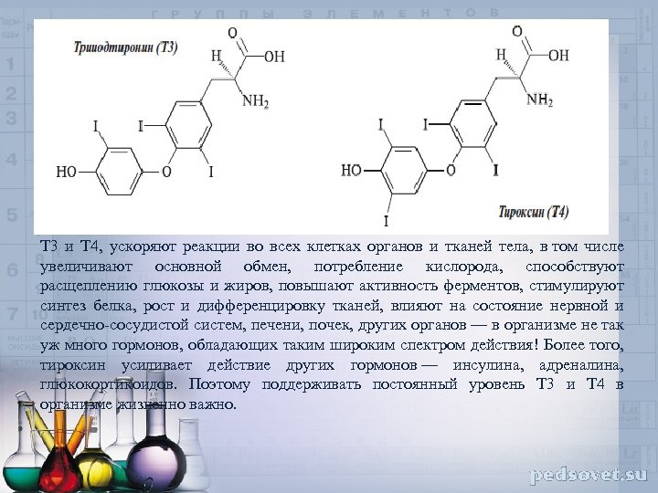 Т 3 и Т 4, ускоряют реакции во всех клетках органов и тканей тела,