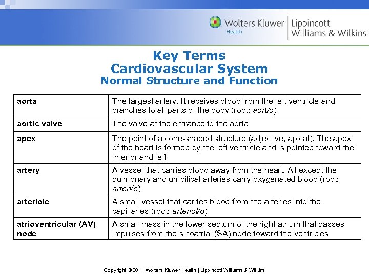 Key Terms Cardiovascular System Normal Structure and Function aorta The largest artery. It receives