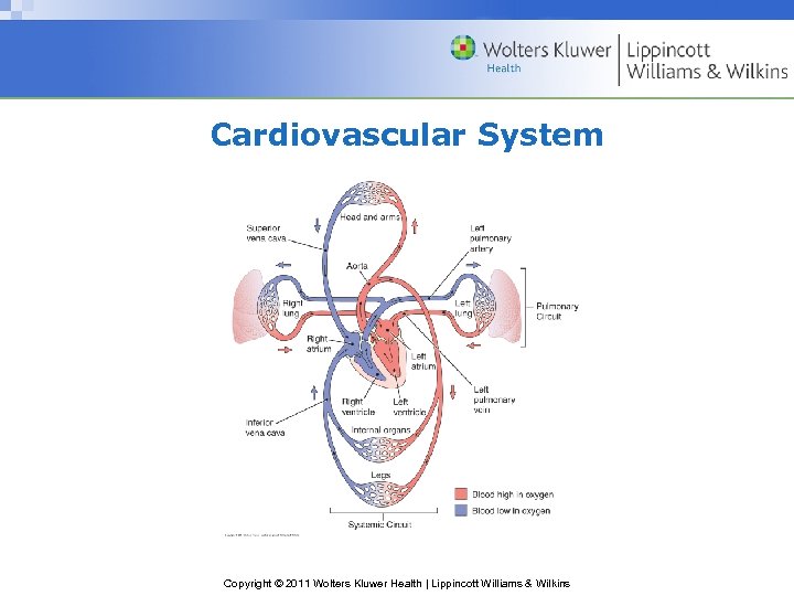 Cardiovascular System Copyright © 2011 Wolters Kluwer Health | Lippincott Williams & Wilkins 