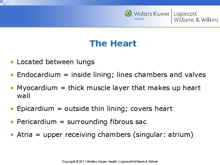 The Heart • Located between lungs • Endocardium = inside lining; lines chambers and