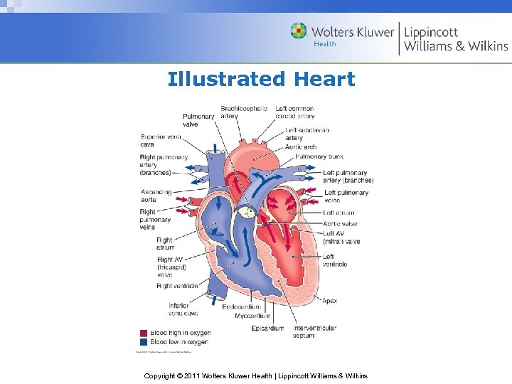 Illustrated Heart Copyright © 2011 Wolters Kluwer Health | Lippincott Williams & Wilkins 