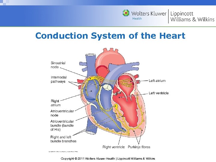 Conduction System of the Heart Copyright © 2011 Wolters Kluwer Health | Lippincott Williams