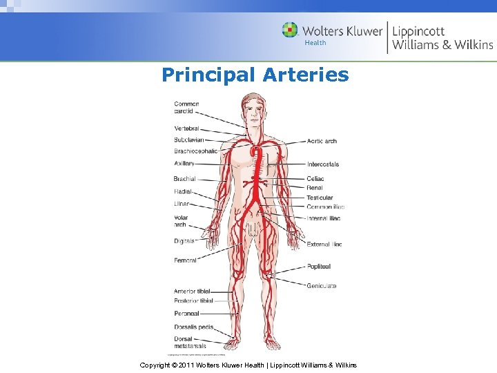 Principal Arteries Copyright © 2011 Wolters Kluwer Health | Lippincott Williams & Wilkins 