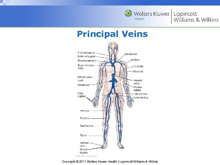 Principal Veins Copyright © 2011 Wolters Kluwer Health | Lippincott Williams & Wilkins 