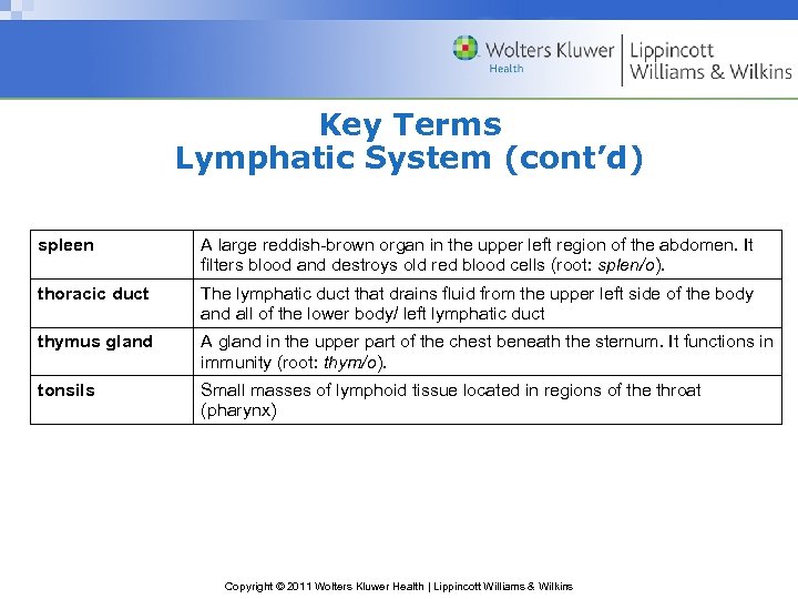 Key Terms Lymphatic System (cont’d) spleen A large reddish-brown organ in the upper left