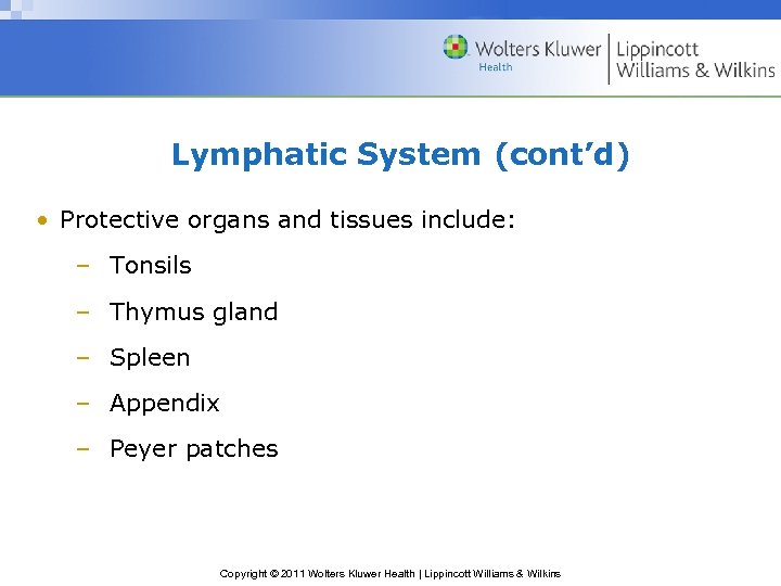 Lymphatic System (cont’d) • Protective organs and tissues include: – Tonsils – Thymus gland