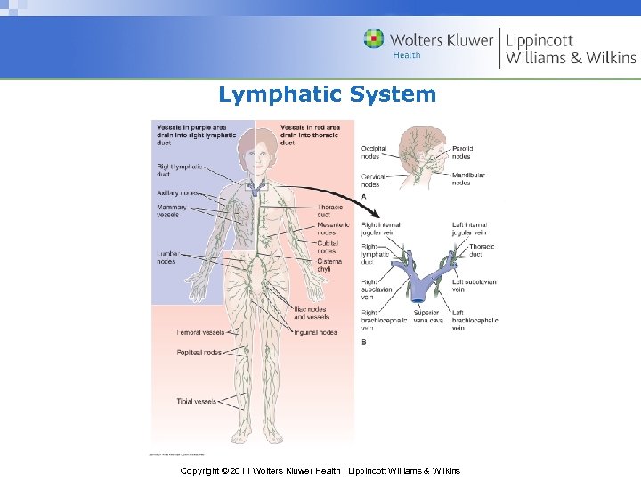 Lymphatic System Copyright © 2011 Wolters Kluwer Health | Lippincott Williams & Wilkins 