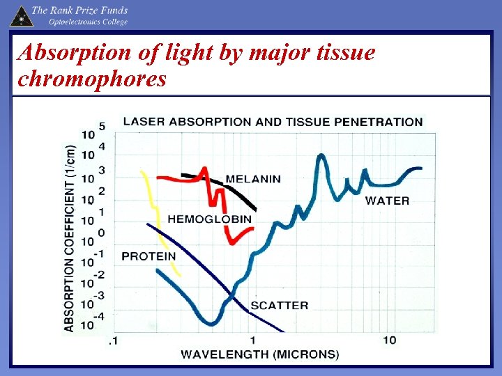 Absorption of light by major tissue chromophores 