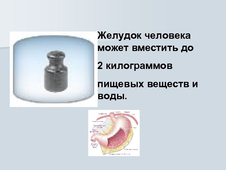 Желудок человека может вместить до 2 килограммов пищевых веществ и воды. 