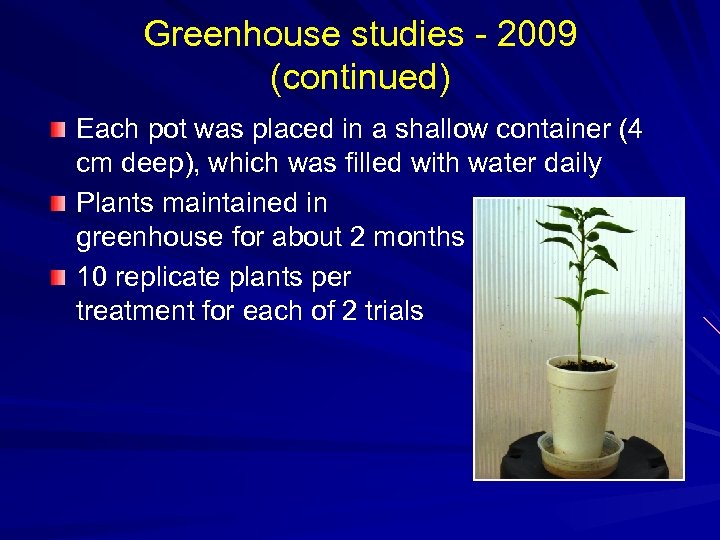 Greenhouse studies - 2009 (continued) Each pot was placed in a shallow container (4