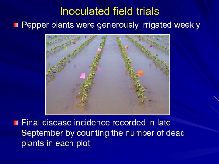 Inoculated field trials Pepper plants were generously irrigated weekly Final disease incidence recorded in